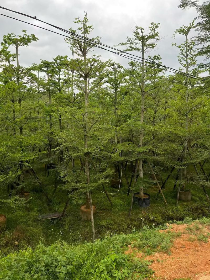 10分至15分榄仁，大量出售。