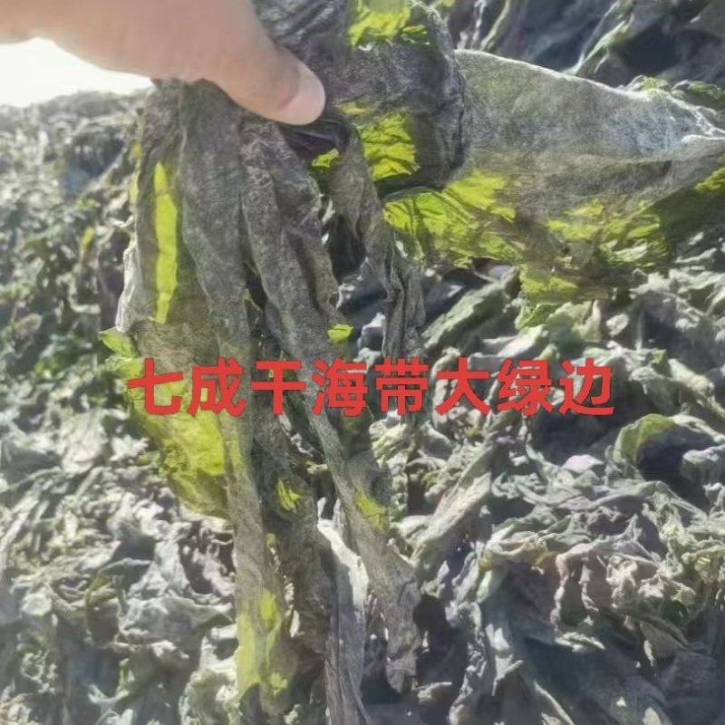 优质七~八成干的盐渍海带大绿边，少碎，基本上无黄叶