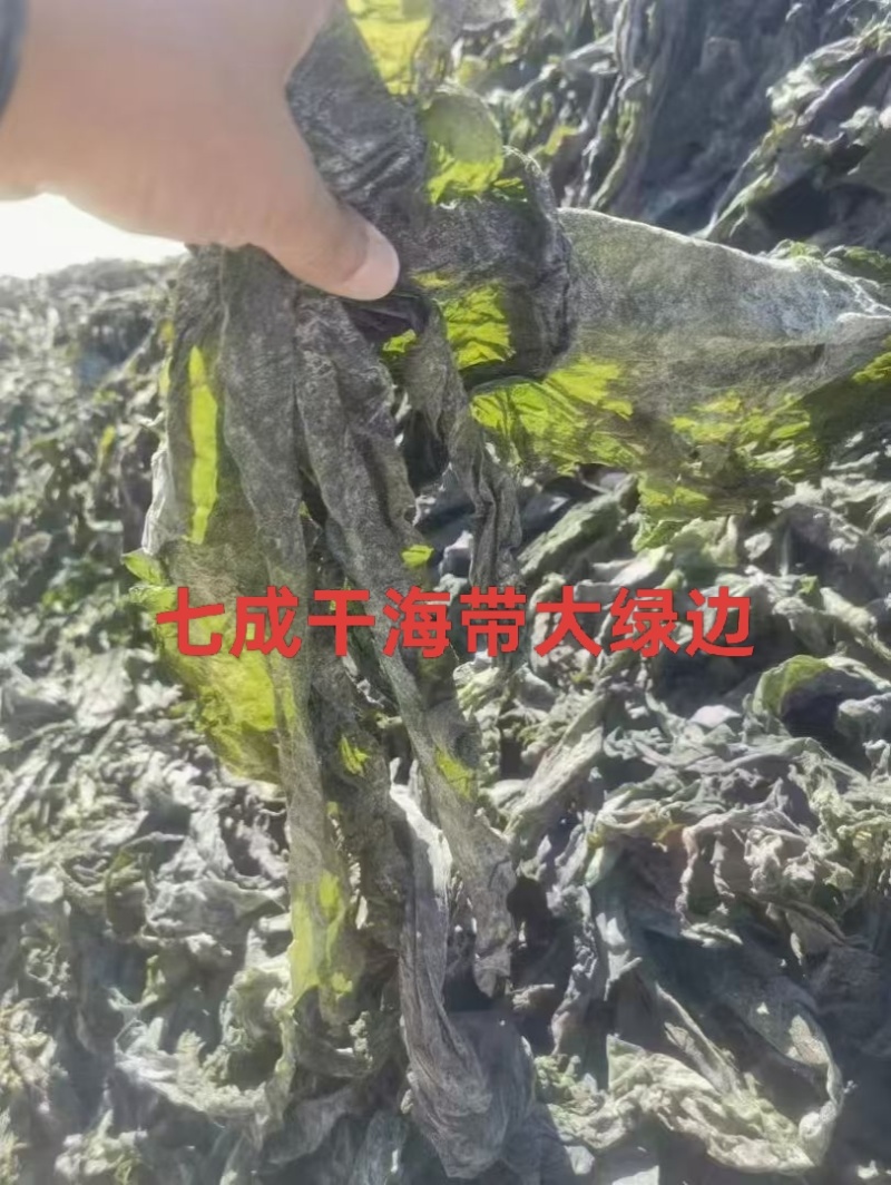 优质七~八成干的盐渍海带大绿边，少碎，基本上无黄叶