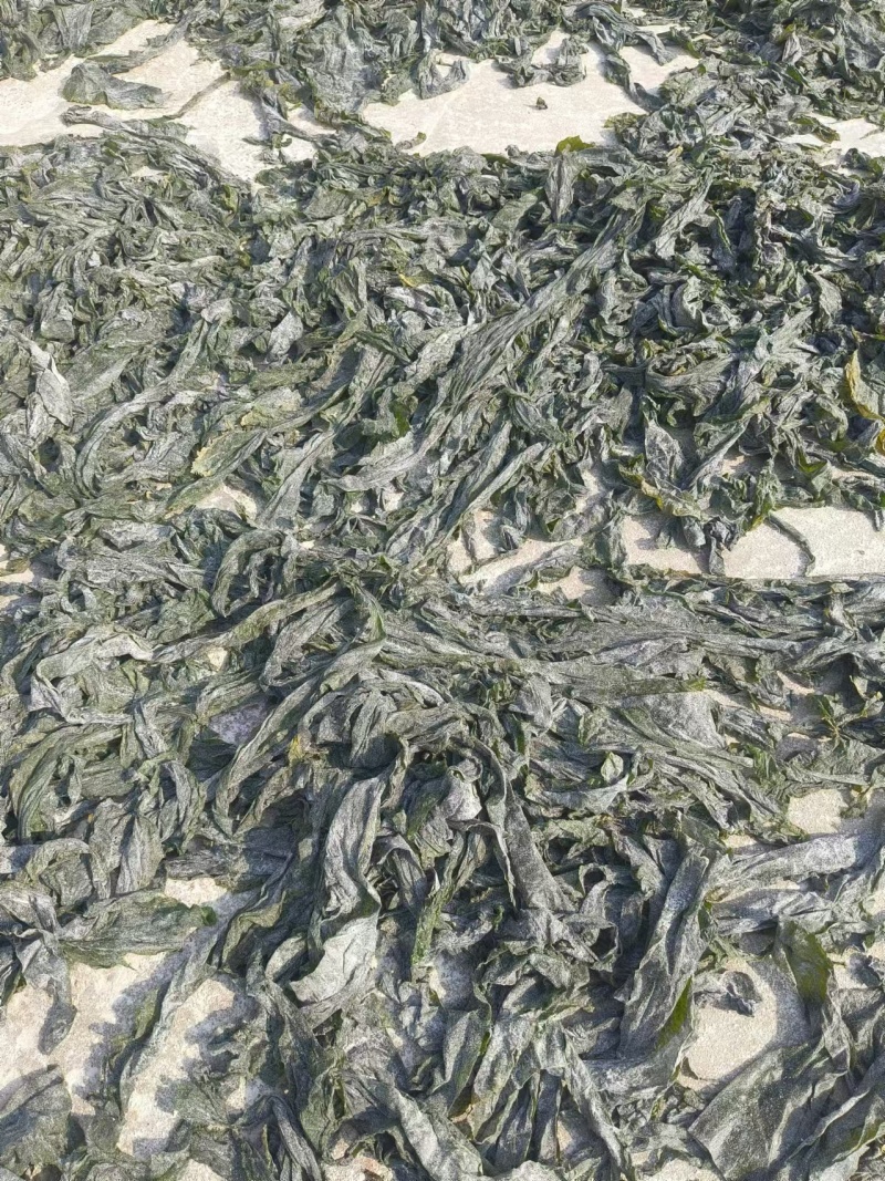 优质七~八成干的盐渍海带大绿边，少碎，基本上无黄叶