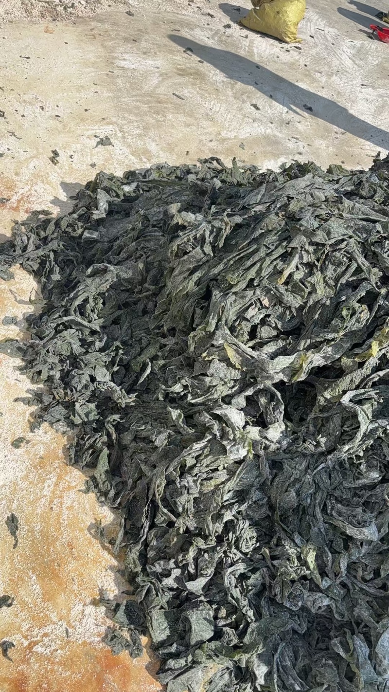 优质七~八成干的盐渍海带大绿边，少碎，基本上无黄叶