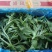 新鲜冰菜冰草火锅生吃凉拌沙拉菜