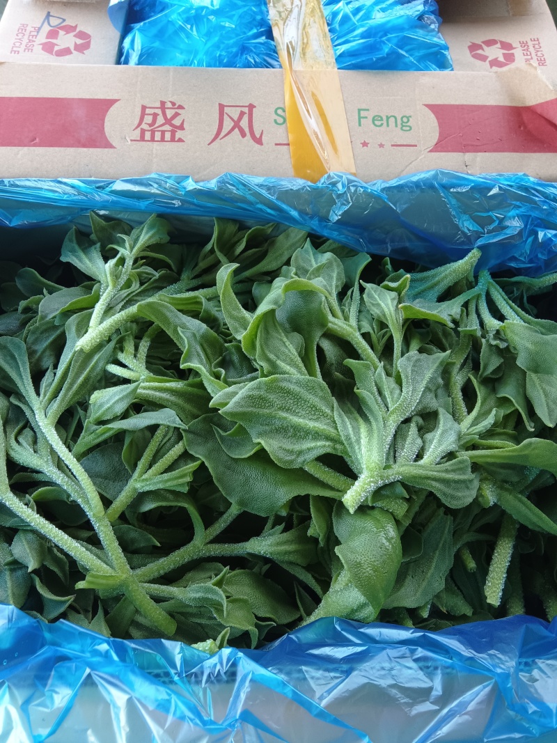 新鲜冰菜冰草火锅生吃凉拌沙拉菜