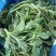 新鲜冰菜冰草火锅生吃凉拌沙拉菜