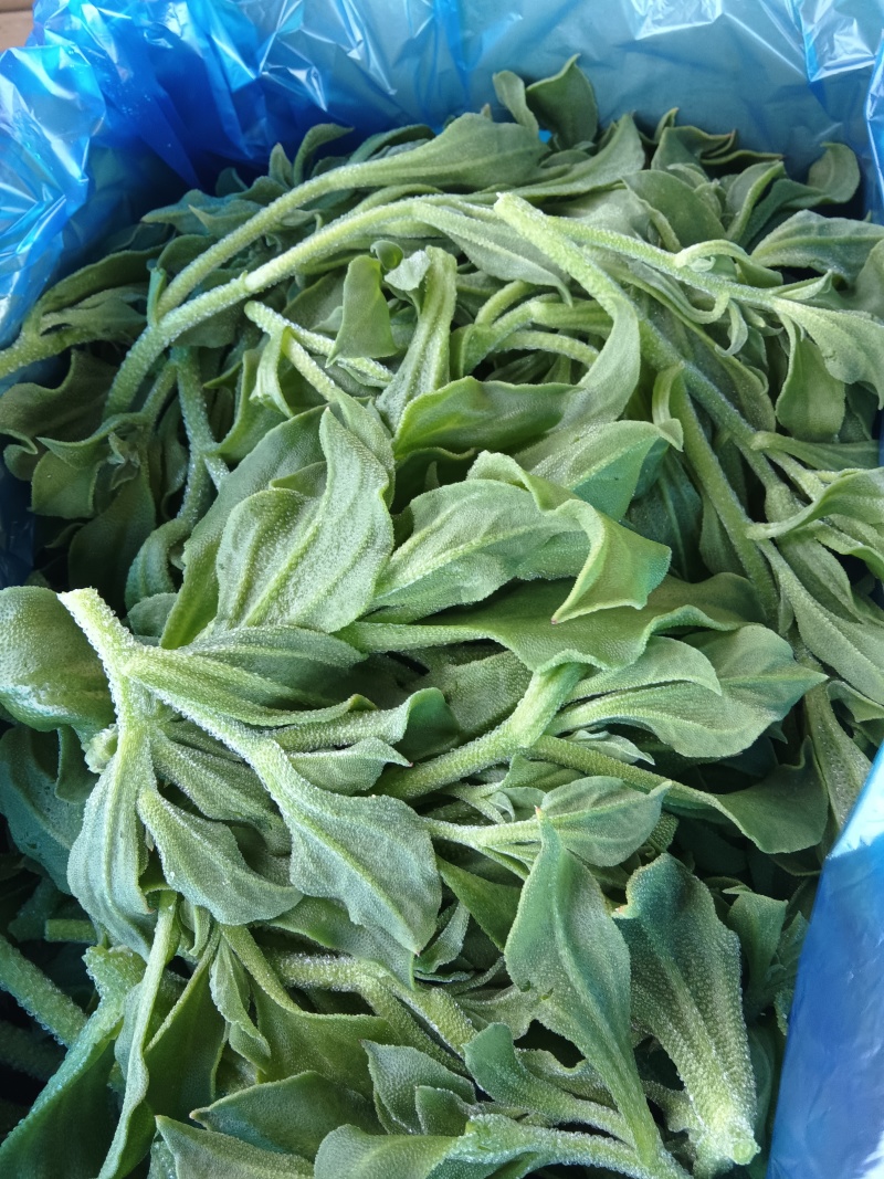 新鲜冰菜冰草火锅生吃凉拌沙拉菜