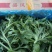 新鲜冰菜冰草火锅生吃凉拌沙拉菜