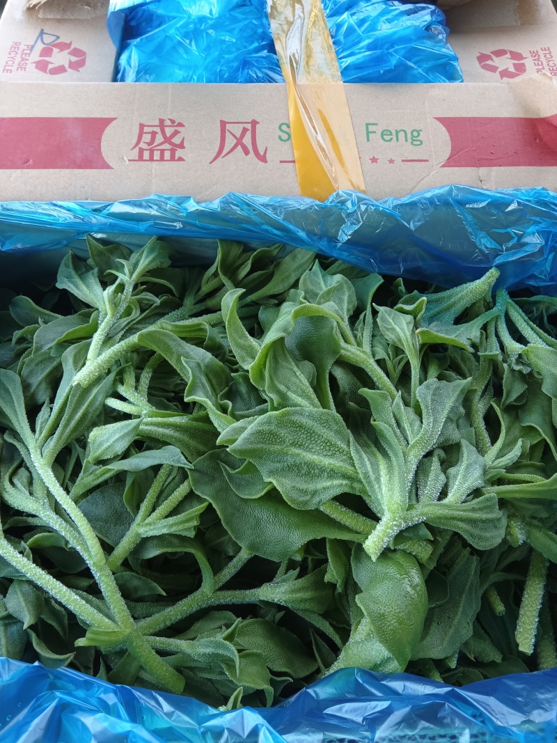 新鲜冰菜冰草火锅生吃凉拌沙拉菜