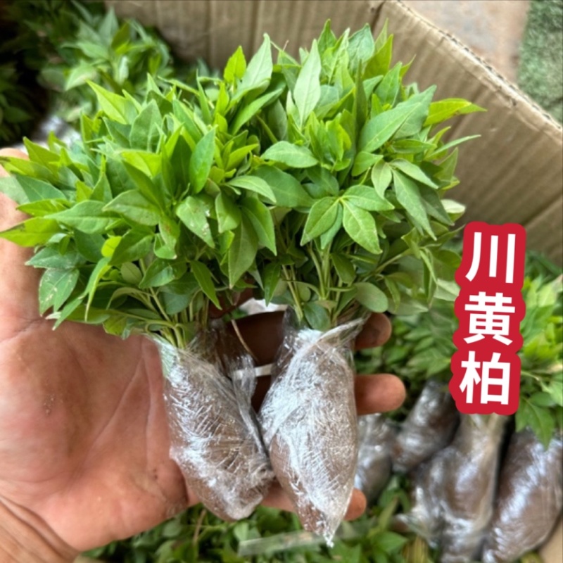 川黄柏苗四川基地直供量大从优
