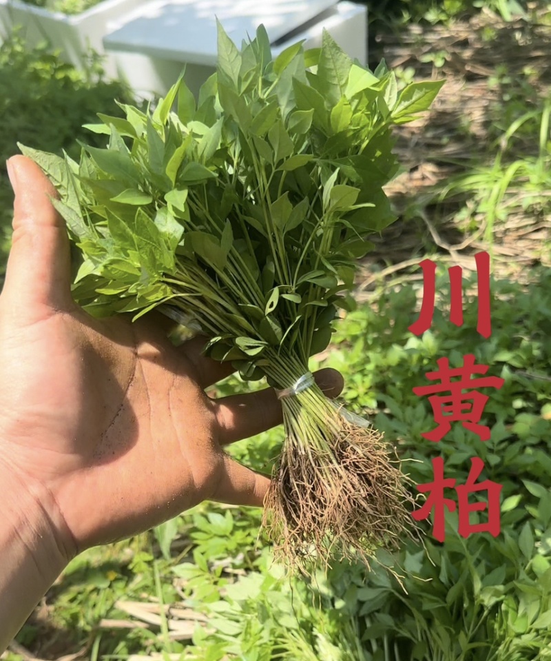 川黄柏苗四川基地直供量大从优
