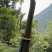 川黄柏苗四川基地直供量大从优