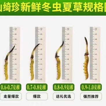 鲜冬虫夏草，线上可以下单