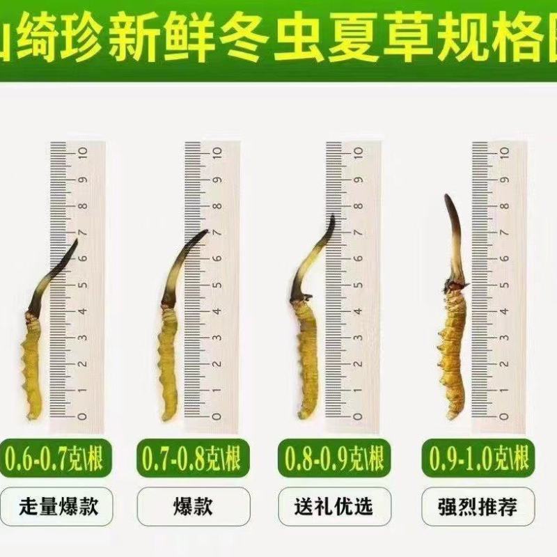 鲜冬虫夏草，线上可以下单