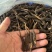 鲜冬虫夏草，线上可以下单
