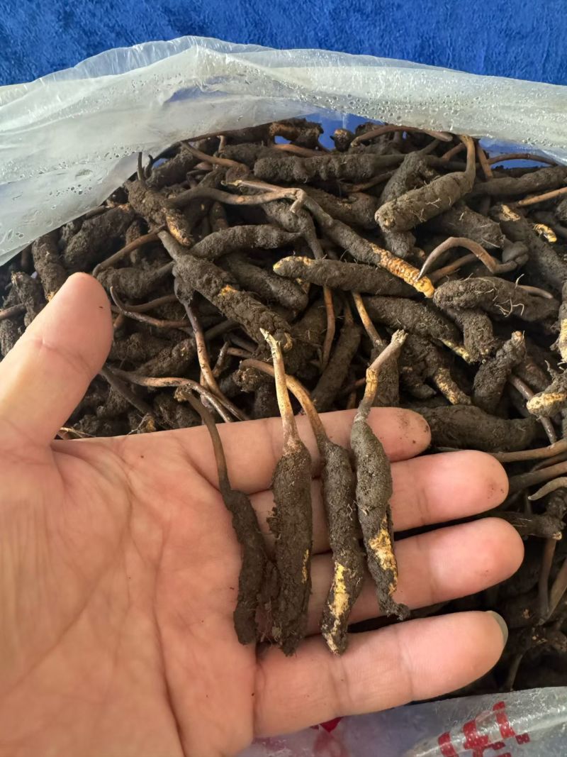 鲜冬虫夏草，线上可以下单