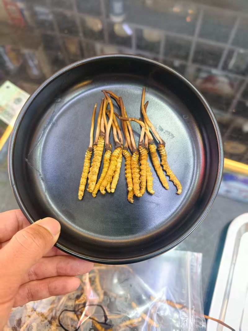 鲜冬虫夏草，线上可以下单