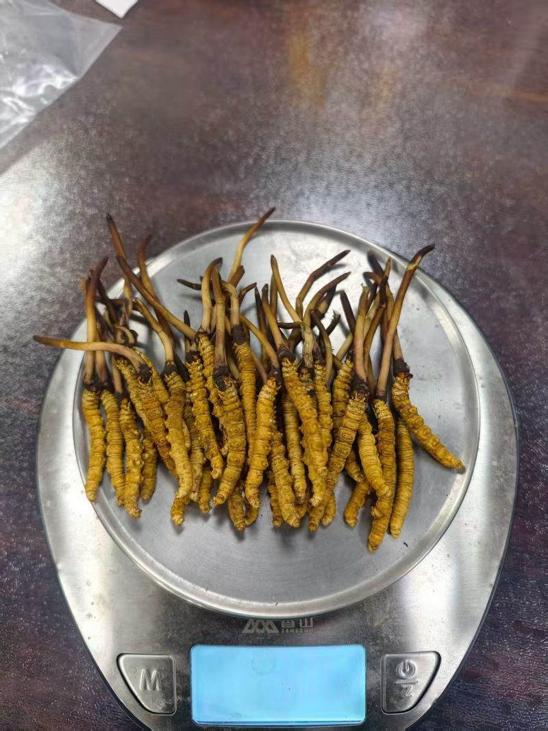 鲜冬虫夏草，线上可以下单