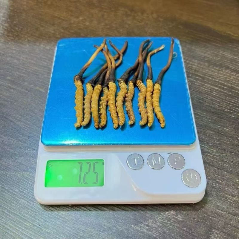 鲜冬虫夏草，线上可以下单