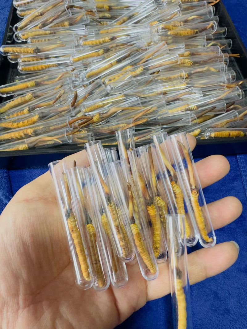 鲜冬虫夏草，线上可以下单