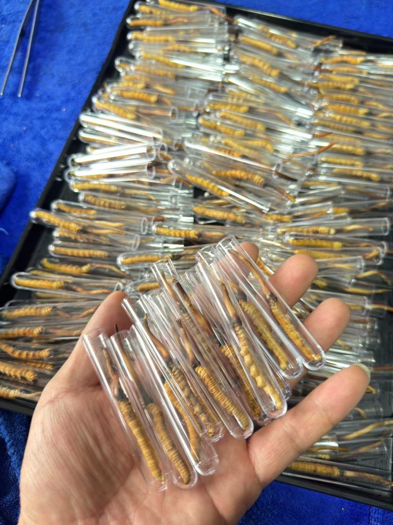 鲜冬虫夏草，线上可以下单