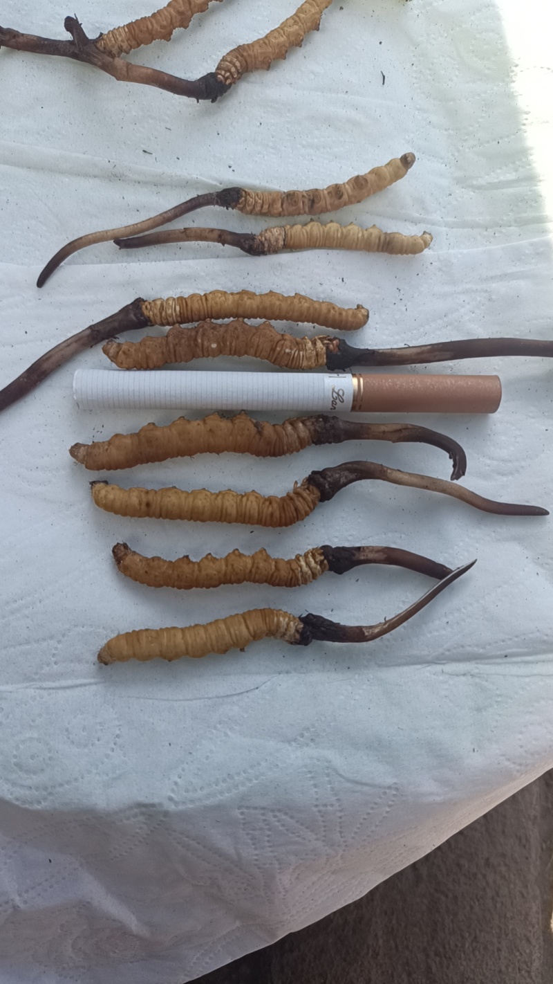 鲜冬虫夏草，线上可以下单