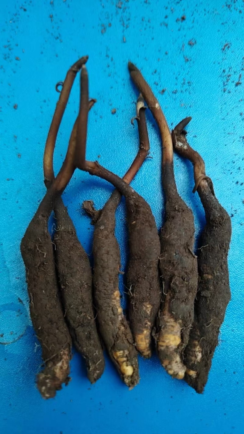 鲜冬虫夏草，线上可以下单