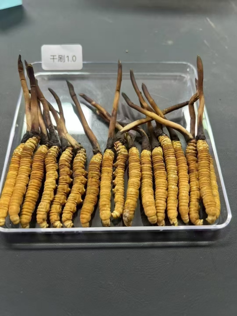 鲜冬虫夏草，线上可以下单