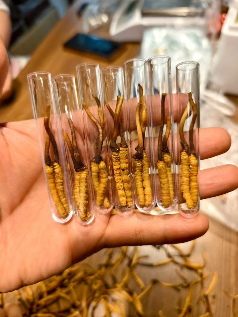 鲜冬虫夏草，线上可以下单