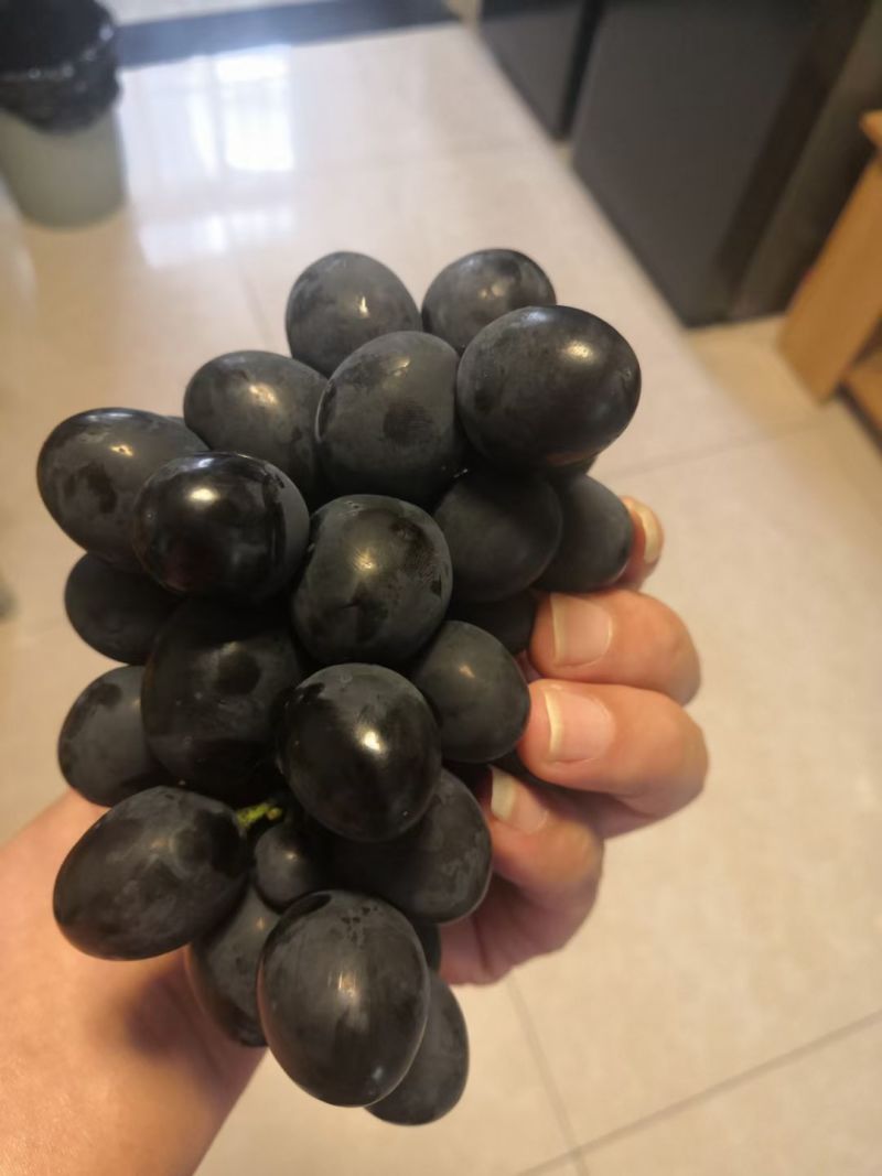 贵州葡萄基地，各种品种葡萄，基地看货定价