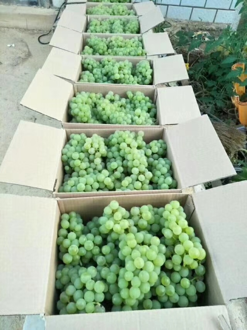 贵州葡萄基地，各种品种葡萄，基地看货定价