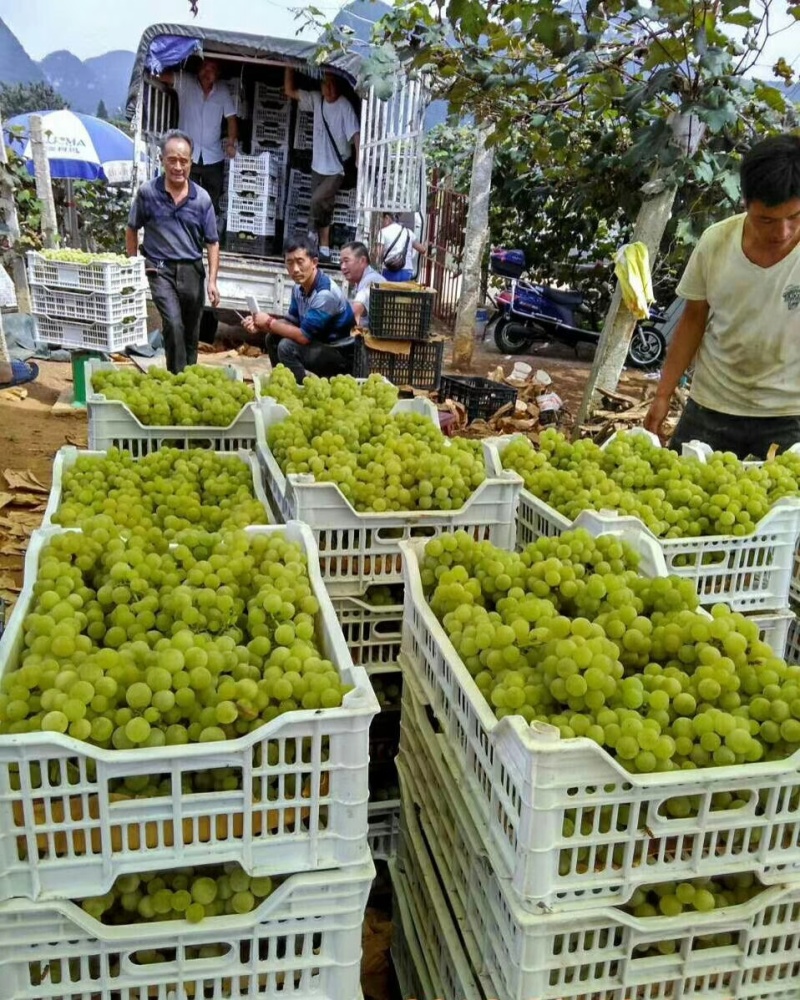 贵州葡萄基地，各种品种葡萄，基地看货定价