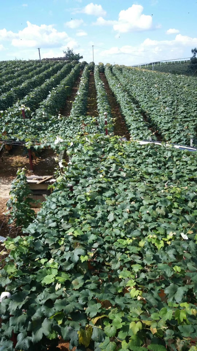 贵州葡萄基地，各种品种葡萄，基地看货定价