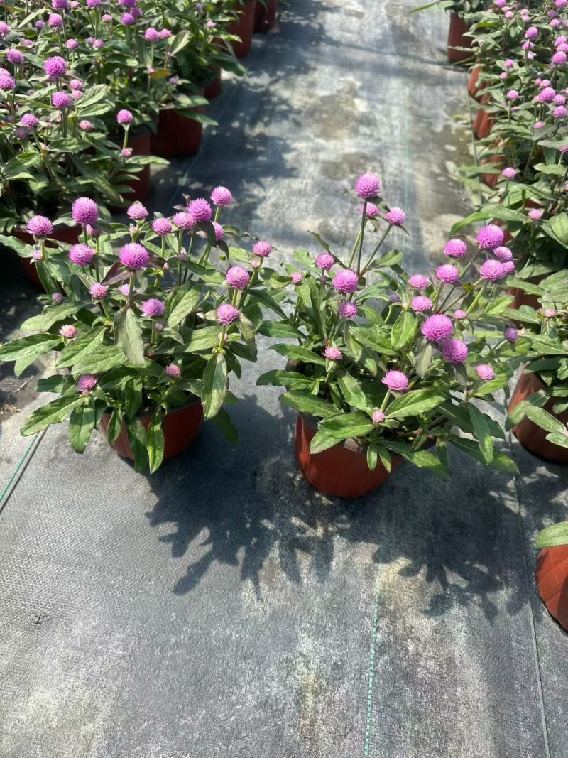 观花植物千日红180杯，基地有量，欢迎来一亩田订购。