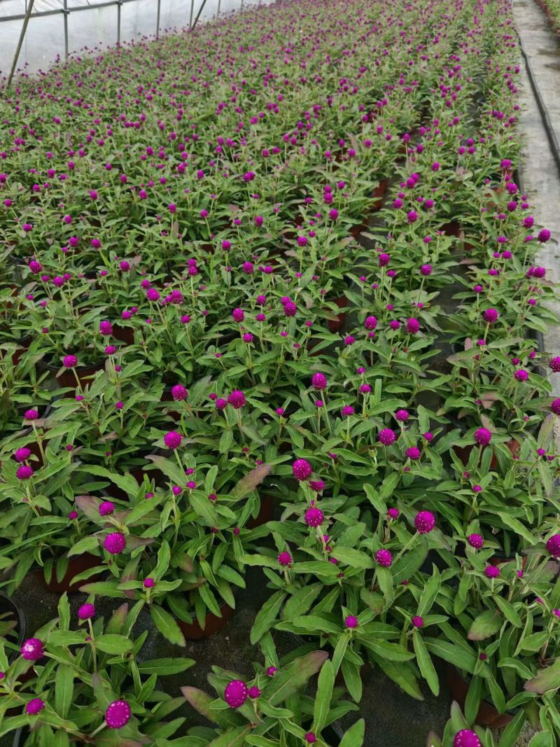 观花植物千日红180杯，基地有量，欢迎来一亩田订购。