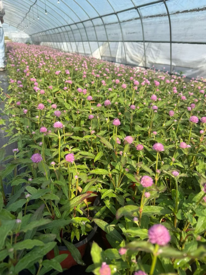 观花植物千日红180杯，基地有量，欢迎来一亩田订购。
