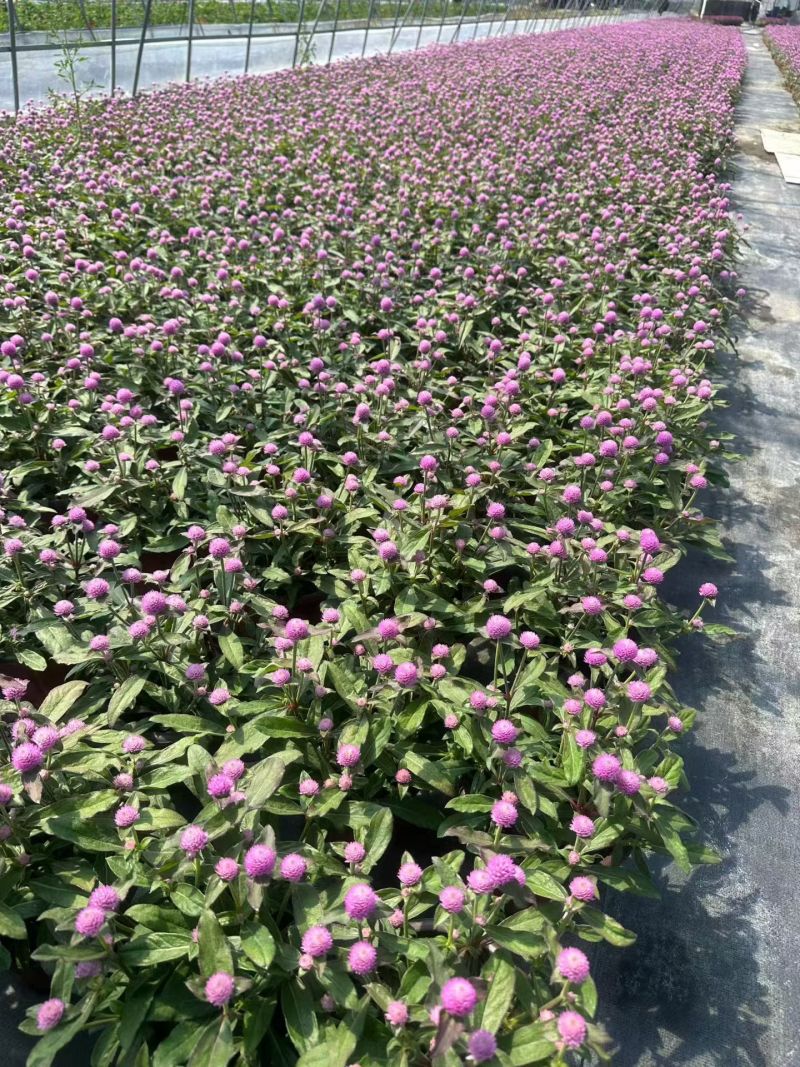 观花植物千日红180杯，基地有量，欢迎来一亩田订购。