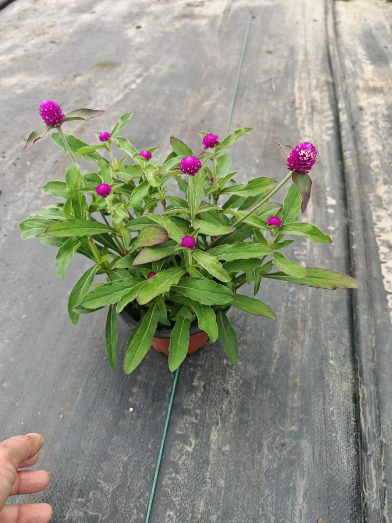 观花植物千日红180杯，基地有量，欢迎来一亩田订购。