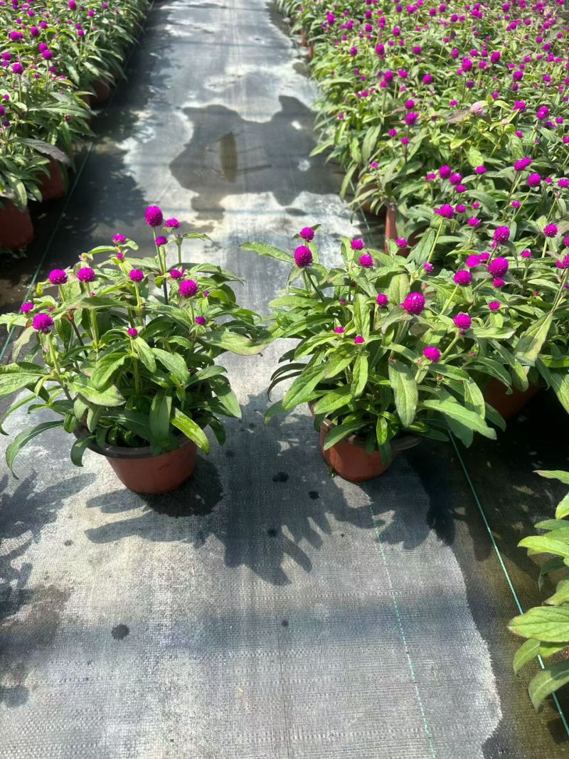 观花植物千日红180杯，基地有量，欢迎来一亩田订购。