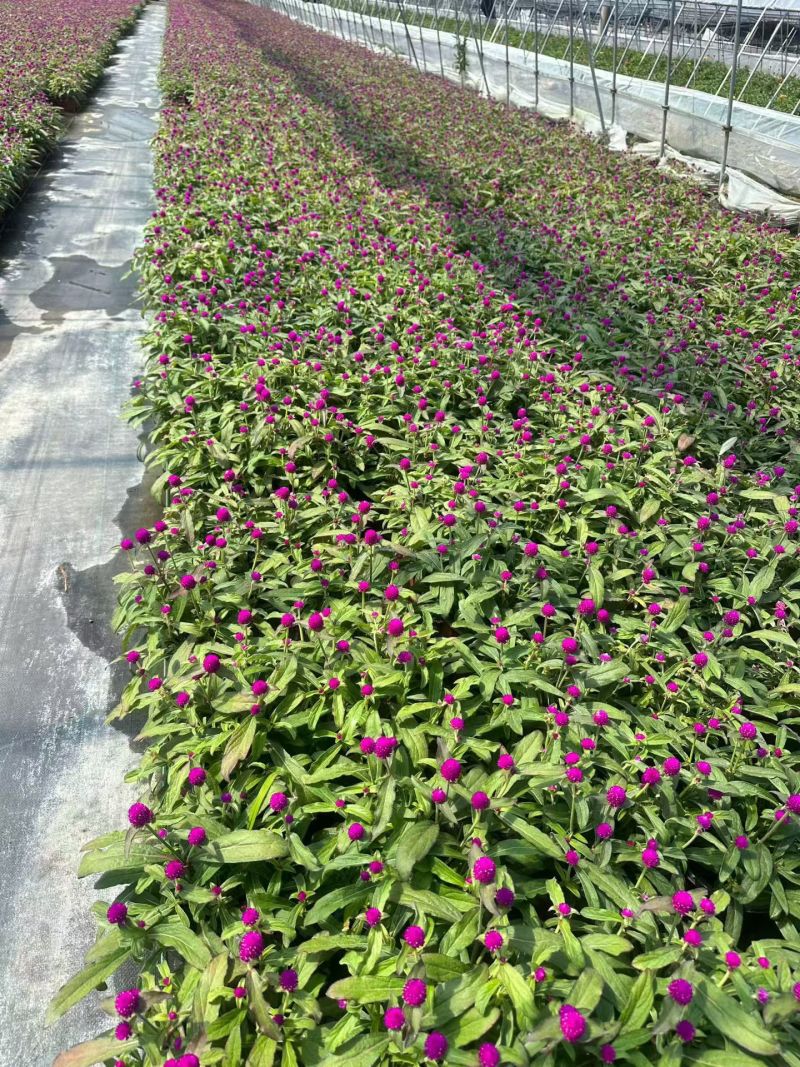 观花植物千日红180杯，基地有量，欢迎来一亩田订购。