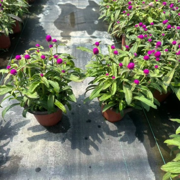 观花植物千日红180杯，基地有量，欢迎来一亩田订购。