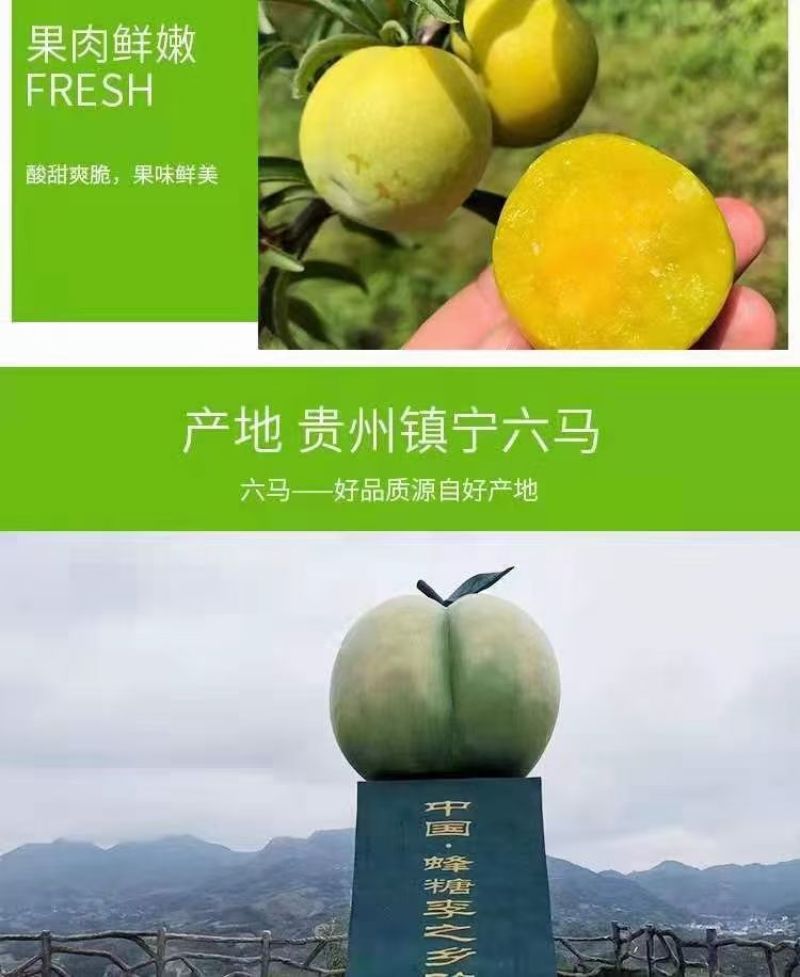 镇宁六马蜂糖李