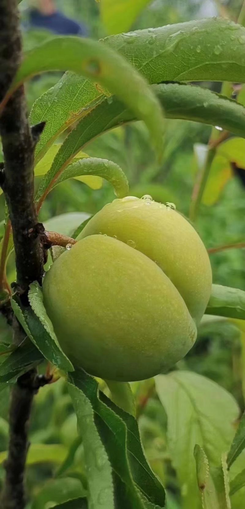 镇宁六马蜂糖李