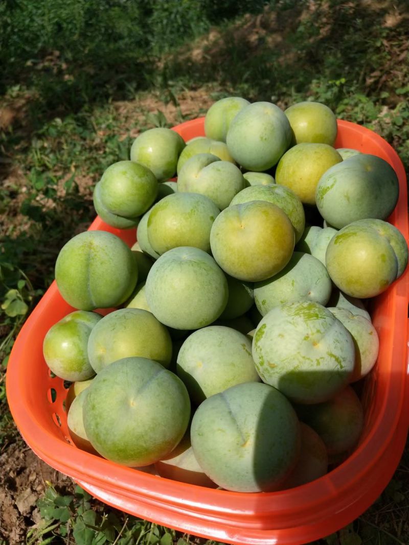 镇宁六马蜂糖李