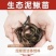 台湾泥鳅，4/5厘米，1.5元一尾