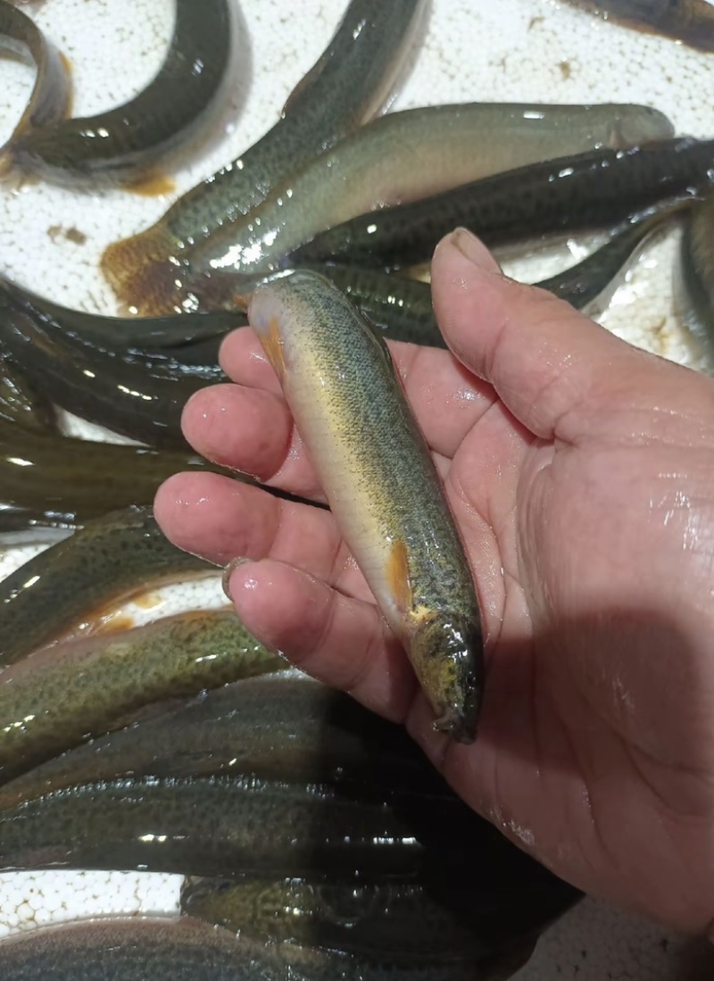 台湾泥鳅，4/5厘米，1.5元一尾