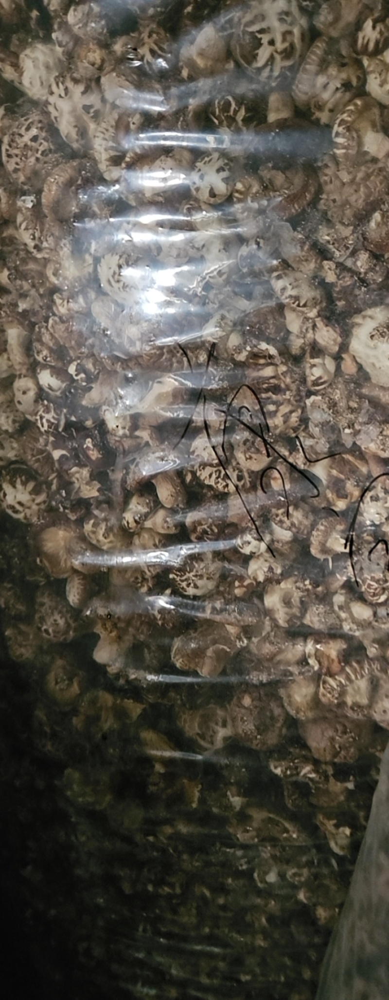 茶花茹(干香菇)