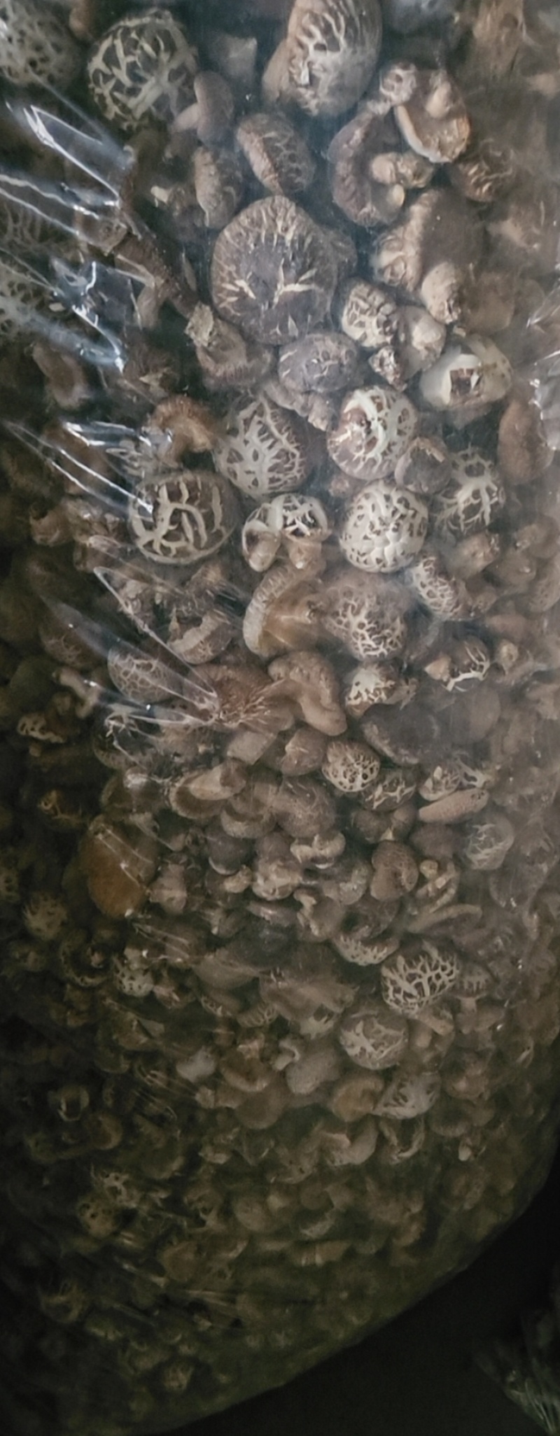 茶花茹(干香菇)