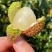 妃子笑