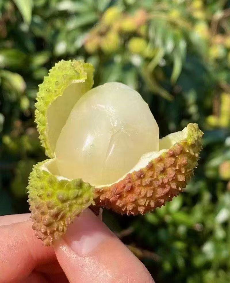 妃子笑