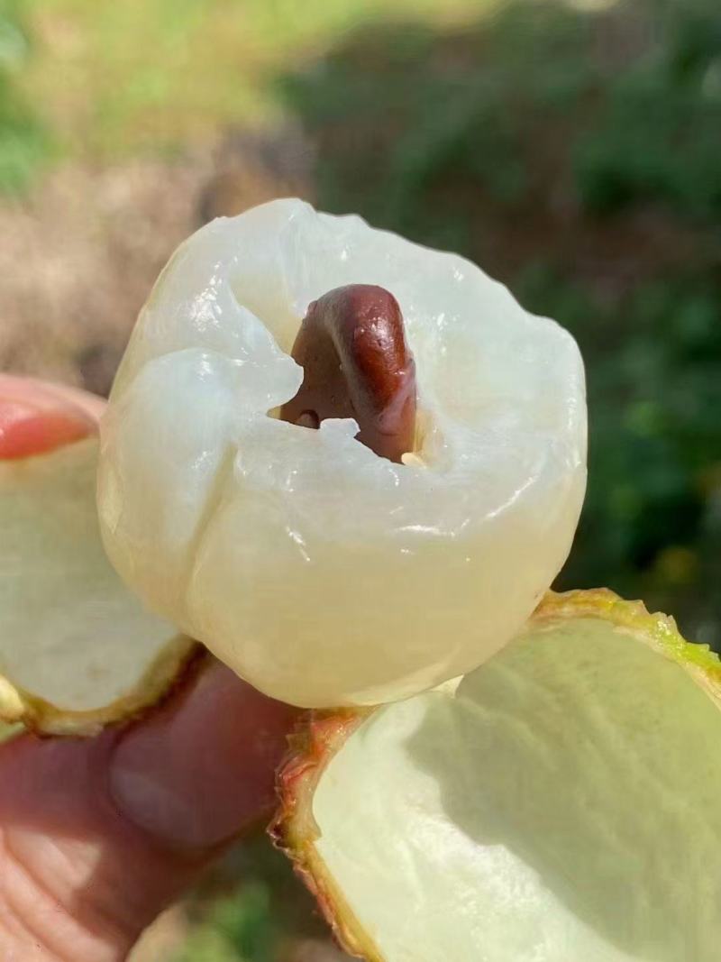 妃子笑