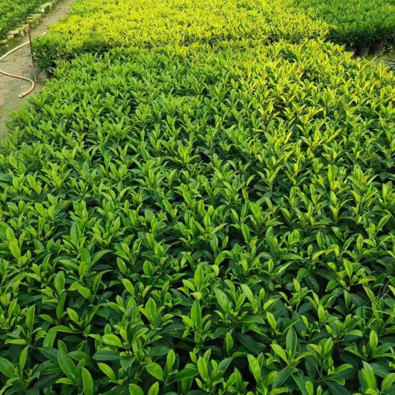 十斤袋非洲茉莉大量出售
